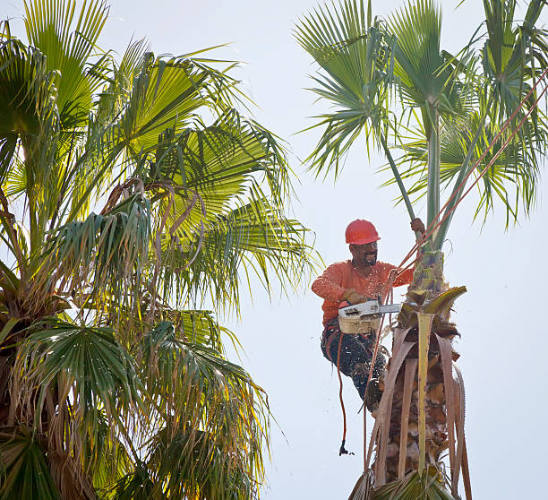 How Our Tree Care Process Works  in  Eloy, AZ